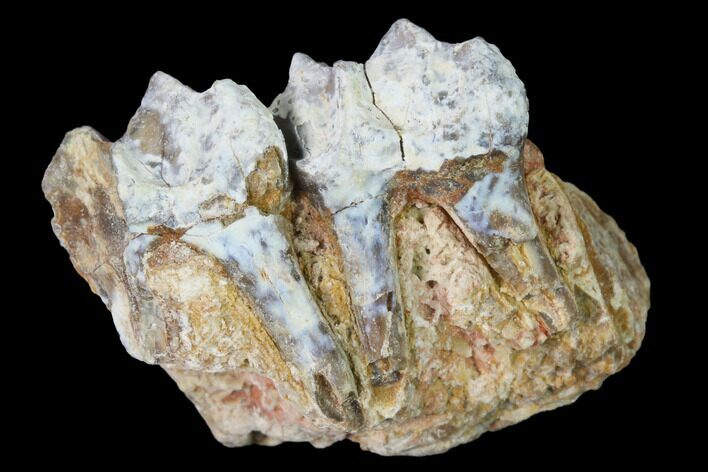 Fossil Horse (Mesohippus) Jaw Section - South Dakota #140892